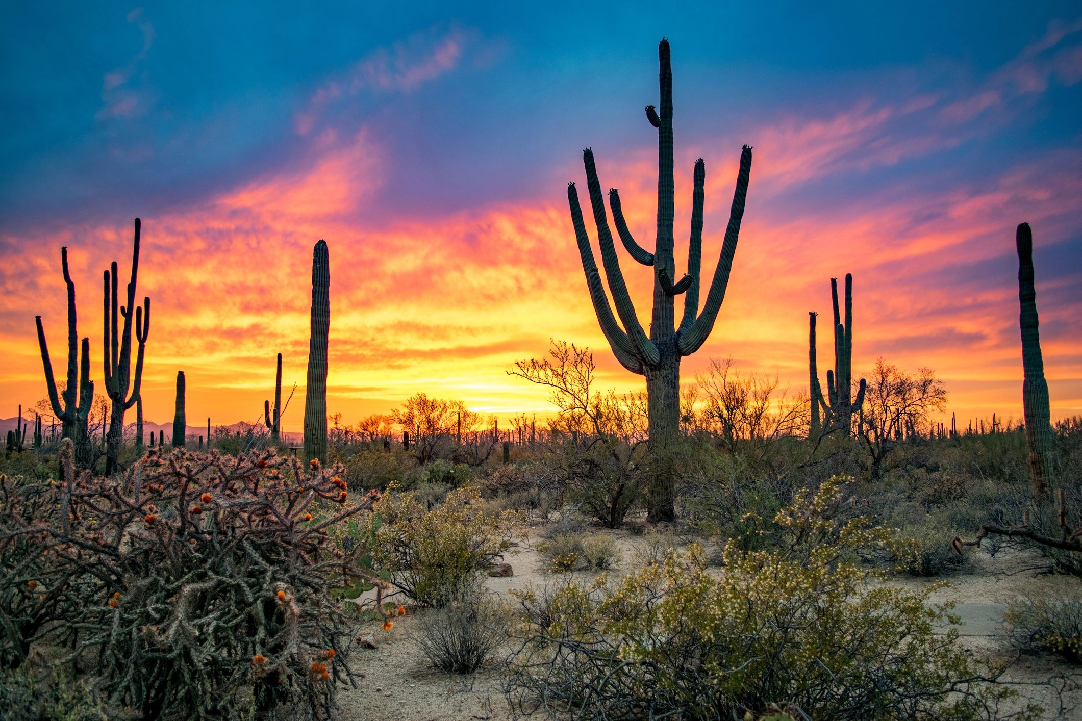 Arizona desert landscape at sunset